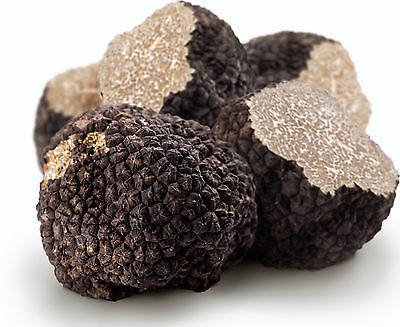 SV ZIMSKI CRNI TARTUF (NR)
