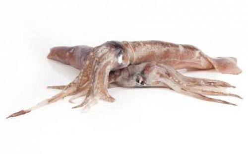 PATAG LIGNJI NEOCISCE C4L 12-14 B/F