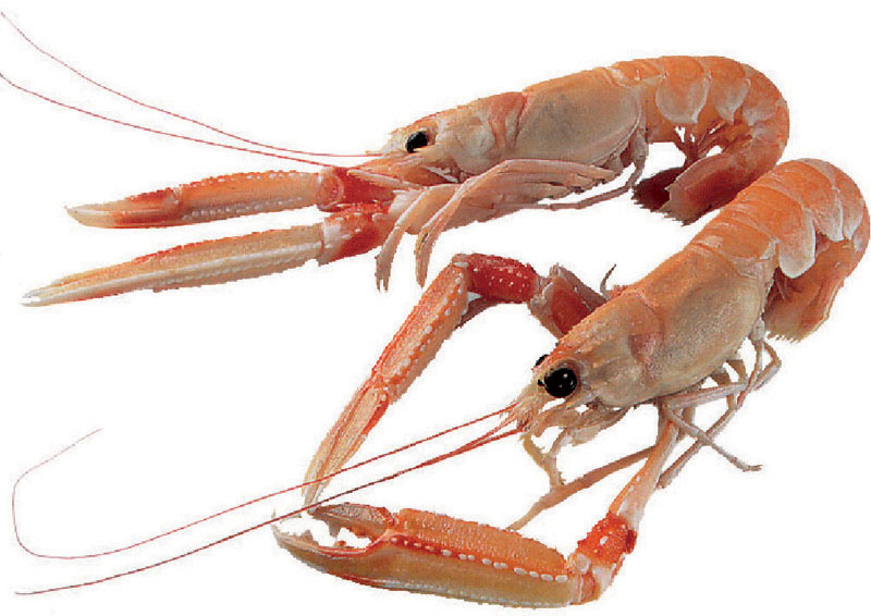 CELE KOZICE 8 -12 LAESO