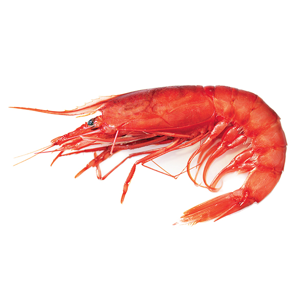 RDECA KOZICA SILVER MEDIT CB MEDI