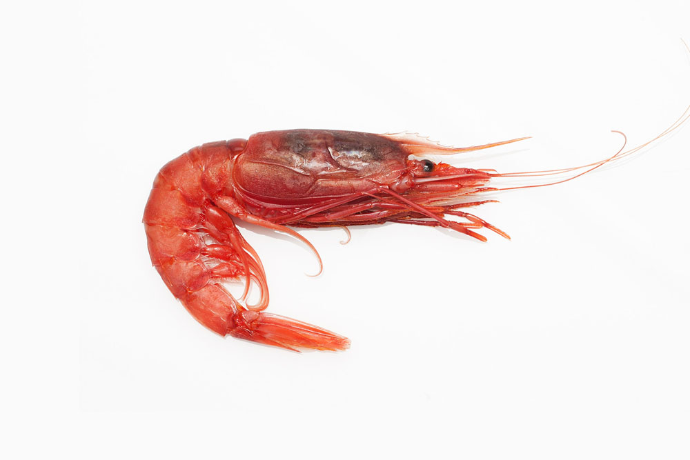 RDECA KOZICA BRONZE MEDIT CB MEDI