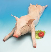 MLADI ODOJEK CEL ZAM.