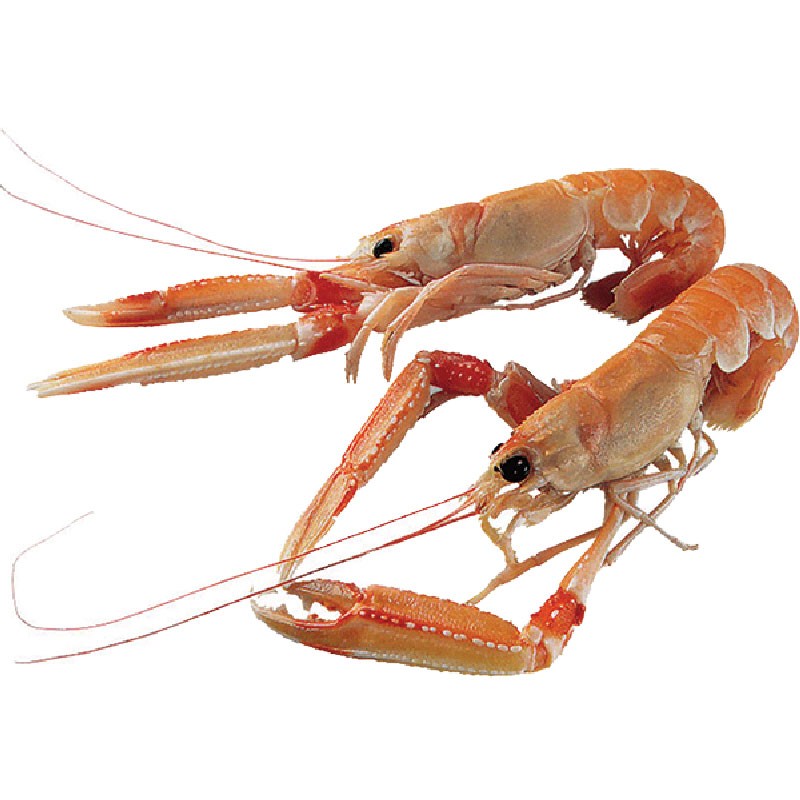 CELISKAMPI ZAM. NA LADJI 21-30