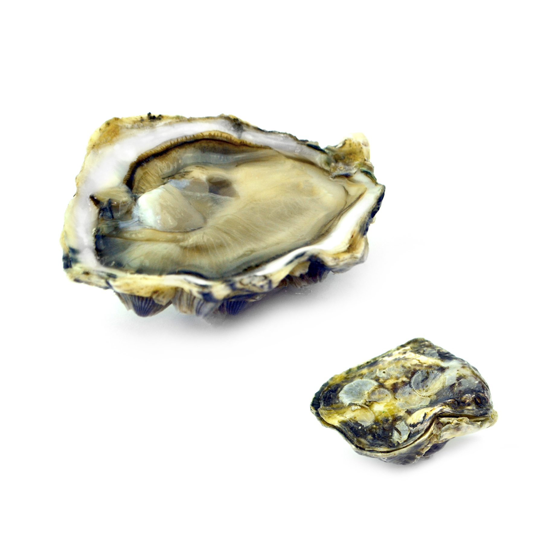 OSTRIGA TARBOURIESCH ITA N4