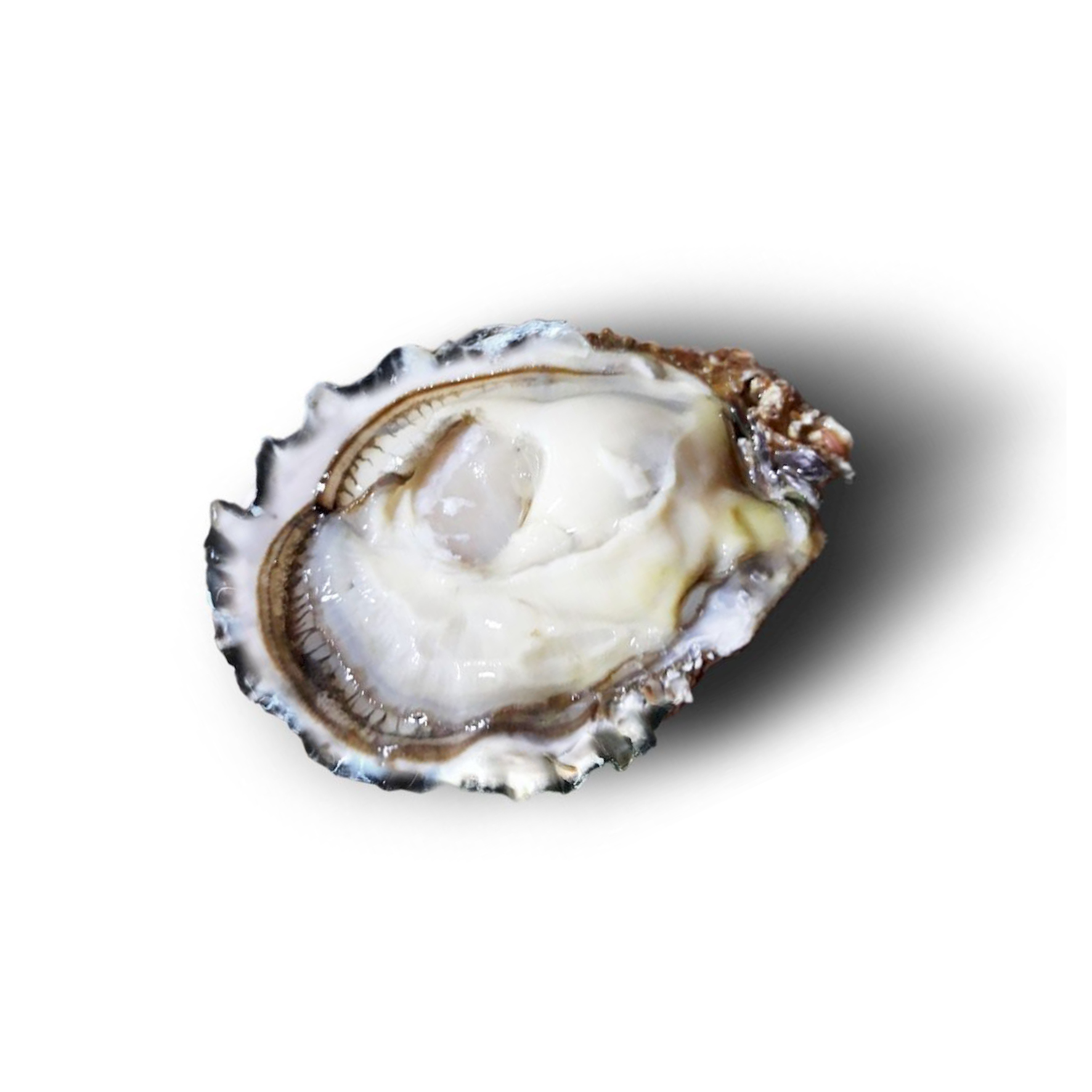 OSTRIGA SAN MICHELE N 4