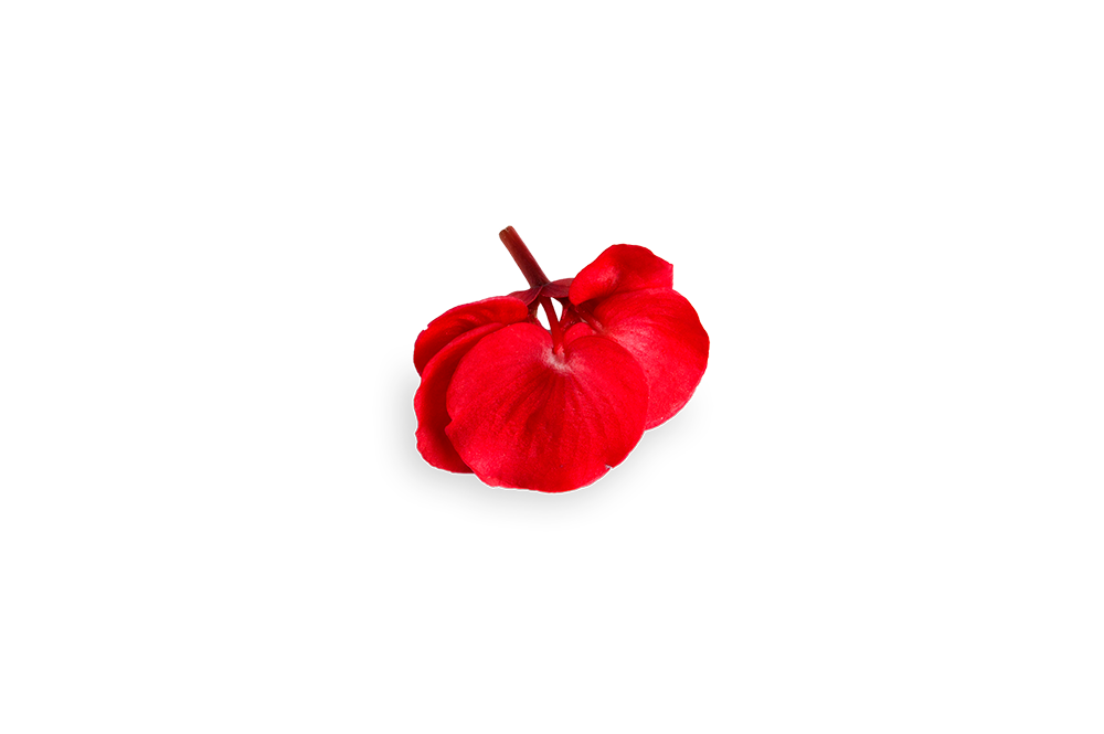 FLORIAMO BEGONIJA UZITNI CVET.