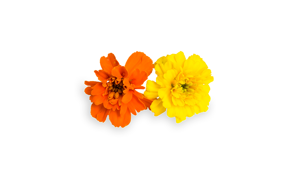 FLORIAMO ZAMETNICA UZITNI CVET.