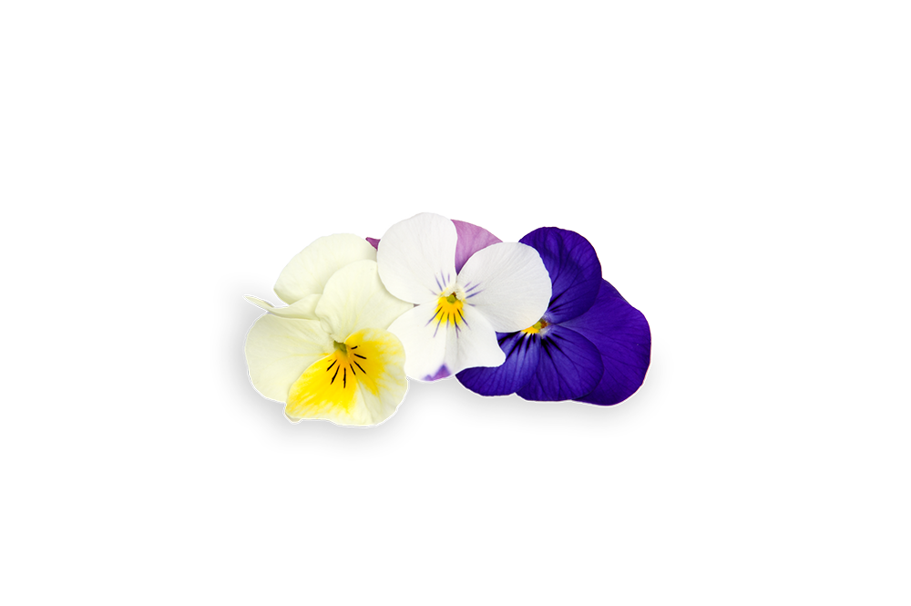 FLORIAMO ROGATA VIJOLICA MAJHEN CV.