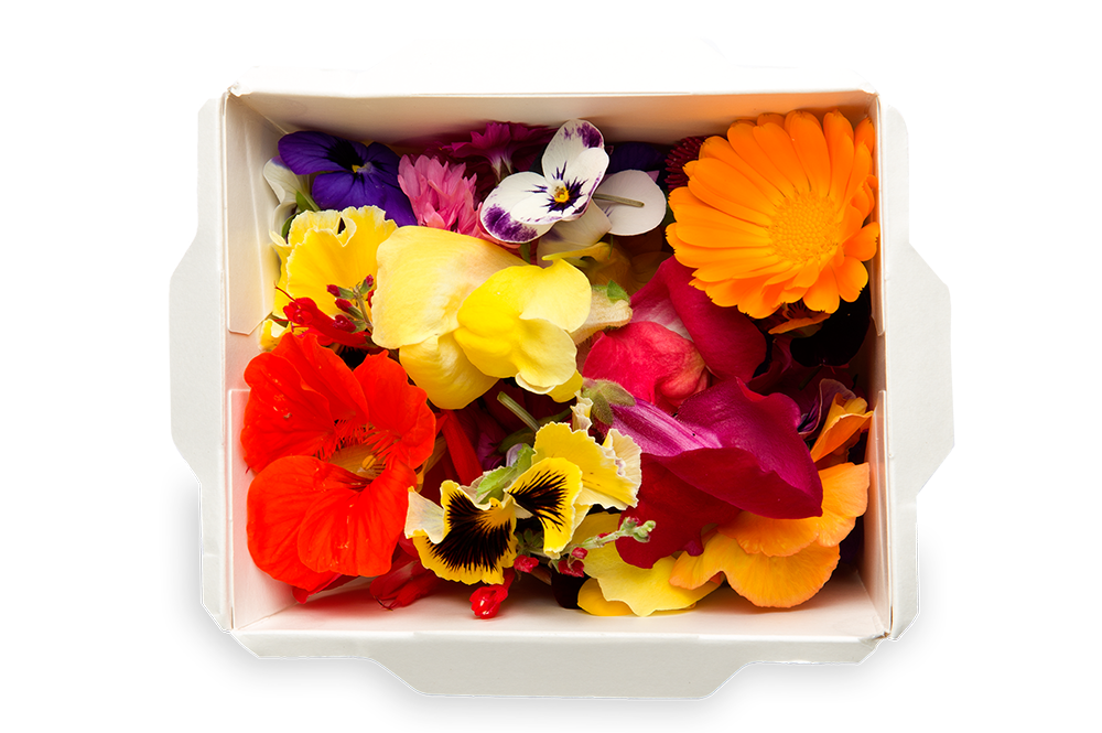 FLORIAMO SEZONSKI UZITNI CVET.