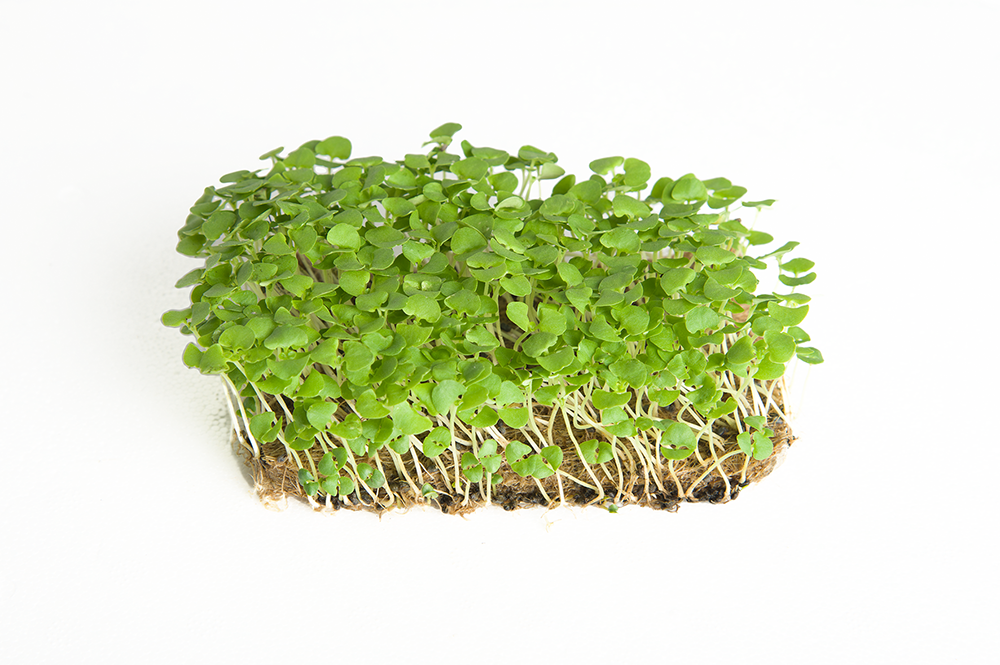 FLORIAMO BAZILIKA GRM