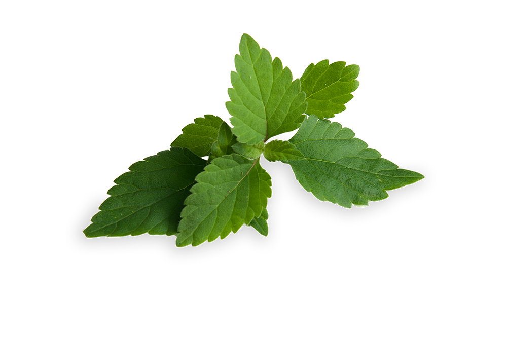 FLORIAMO SLADKA LIPIJA