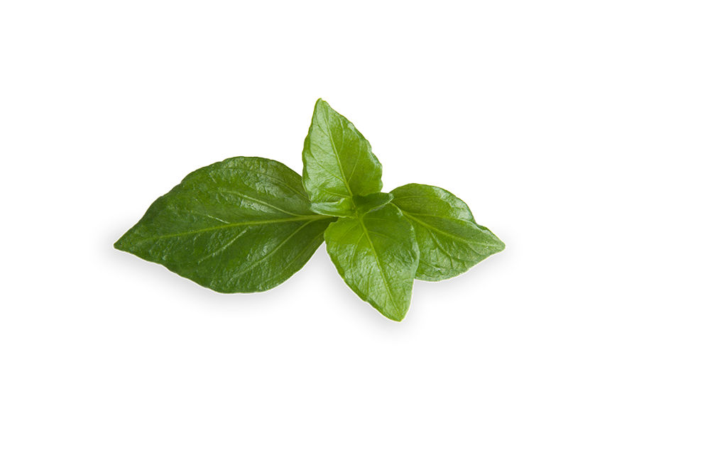 FLORIAMO GOBOVO ZELIScE