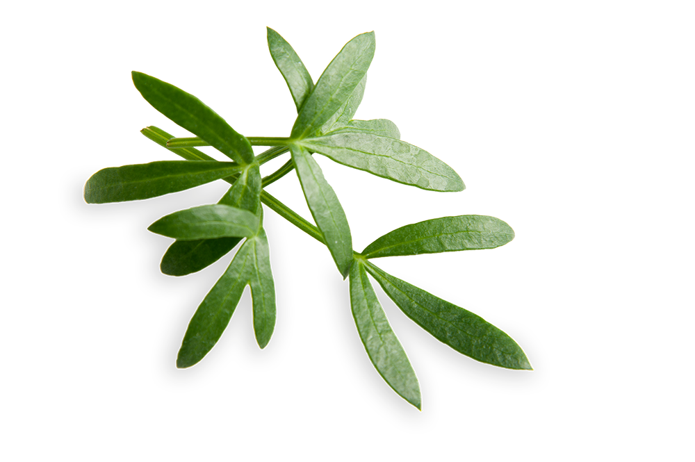 FLORIAMO ZELENI KOMARcEK