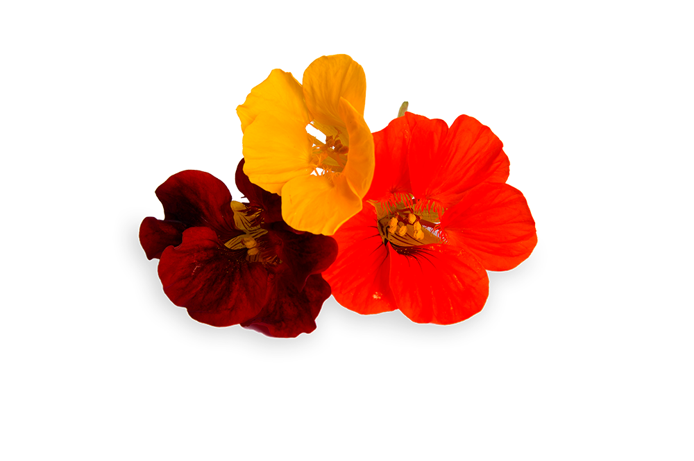 FLORIAMO VELIKA KAPUCINKA