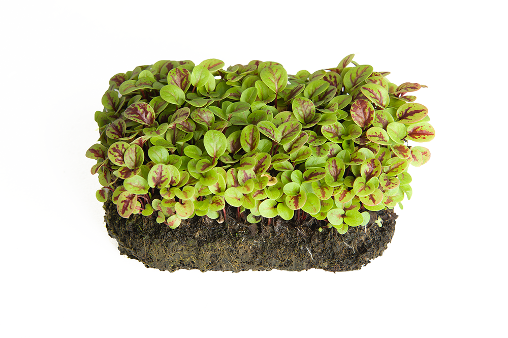 FLORIAMO BIO RDEcA DETELJICA