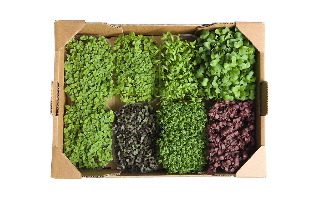 FLORIAMO BIO KRESA AZIJA