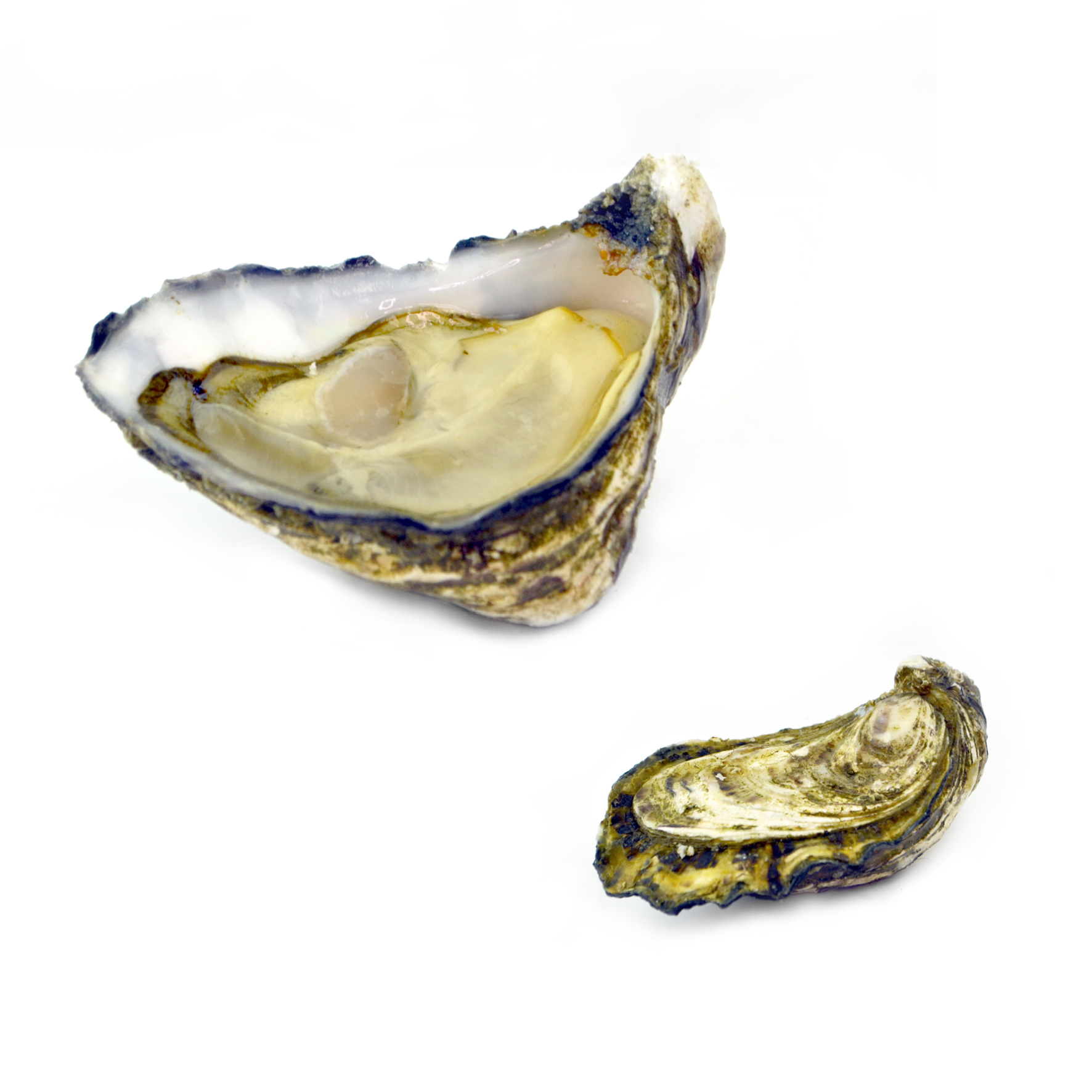 OSTRIGA UTAH BEACH M JEAN N3