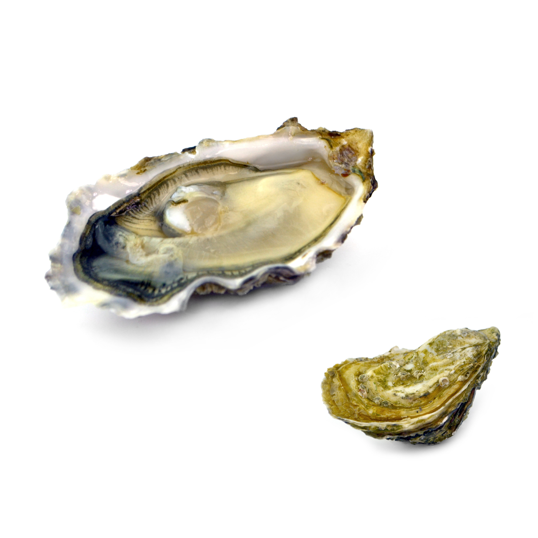 OSTRIGA FINE DAVID HERVE N3