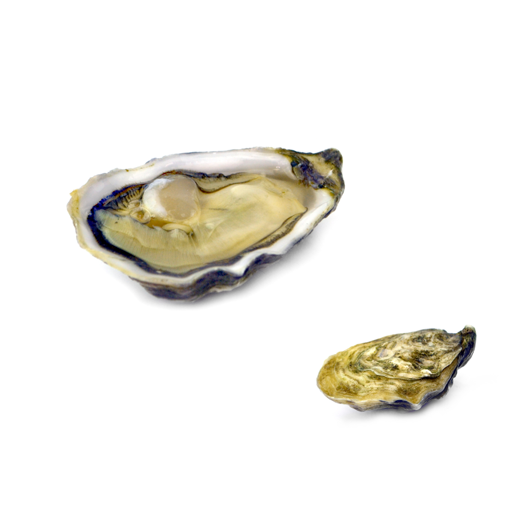 OSTRIGA SPECIAL PETER PAN N6