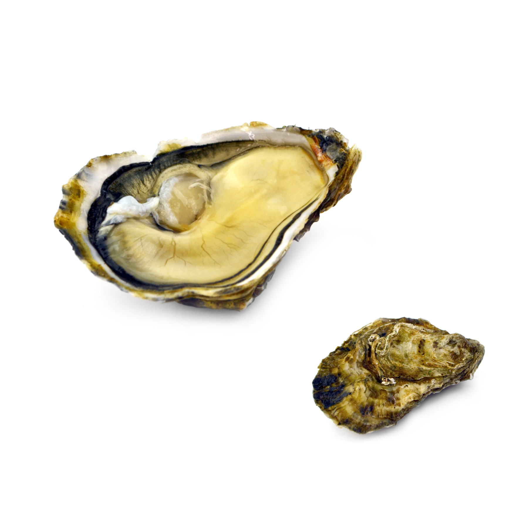 OSTRIGA MARQUISE BONSONGE N3