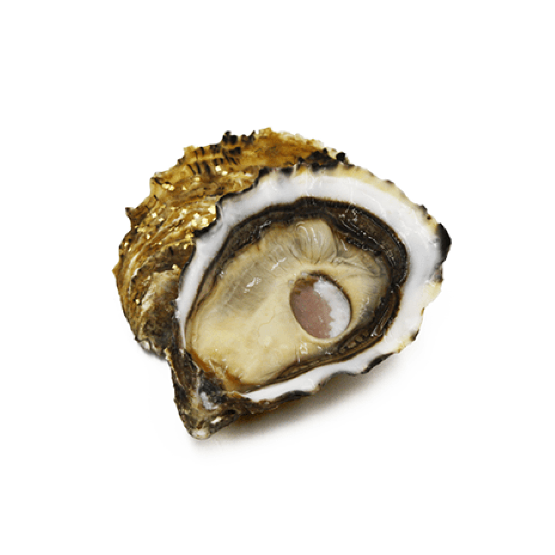 OSTRIGA OSTRA REGAL SRL OR N3