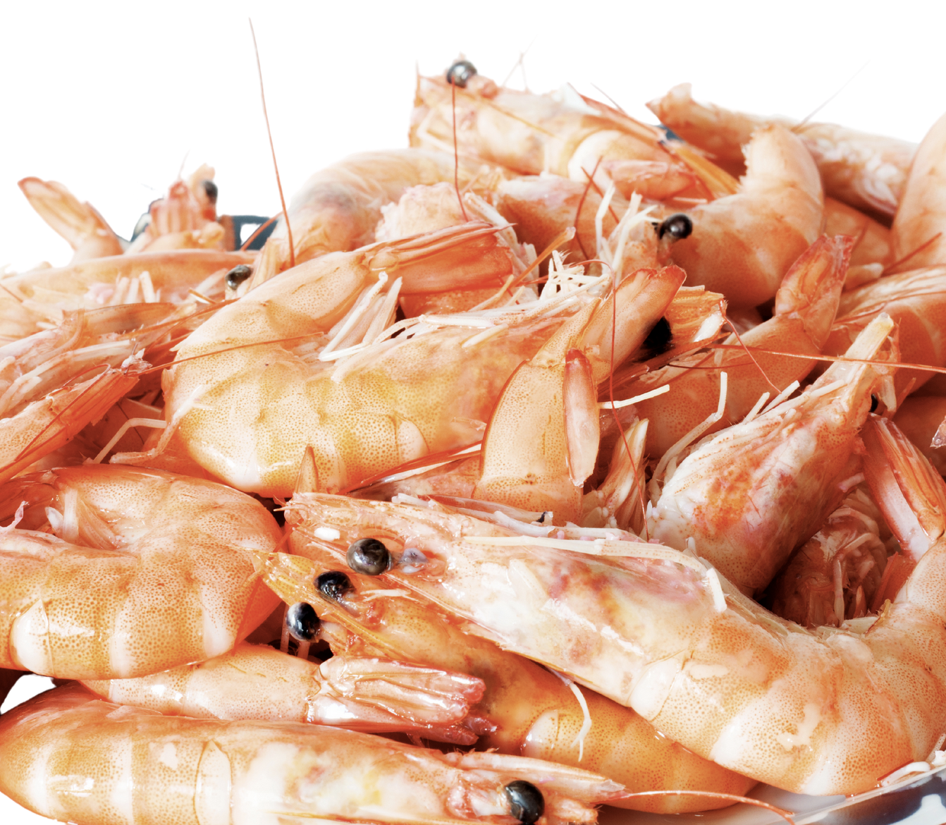 SUR KOZICE PANDALUS BOREALIS160+IQF